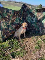 River, a male Labrador Retriever for sale in Appomattox, VA – 6 of 10
