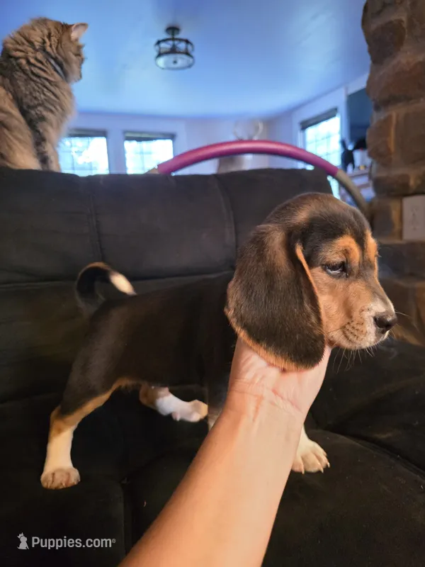 Molly – Beagle puppy for sale in Appomattox, VA