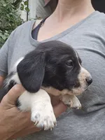 Lenny, a male Beagle and Labrador Retriever for sale in Appomattox, VA – 4 of 8