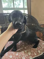 Tahoe, a male Labrador Retriever for sale in Appomattox, VA – 2 of 10