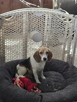 Charley, a male Beagle for sale in Appomattox, VA – 7 of 7