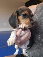 Bonnie, a female Beagle for sale in Appomattox, VA – 2 of 6