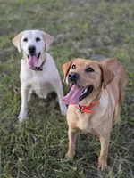 Tahoe, a male Labrador Retriever for sale in Appomattox, VA – 8 of 10