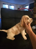 Charley, a male Beagle for sale in Appomattox, VA – 5 of 7