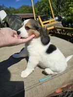Ivy, a female Beagle for sale in Appomattox, VA – 5 of 10
