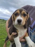 Roxy, a female Beagle for sale in Appomattox, VA – 2 of 4