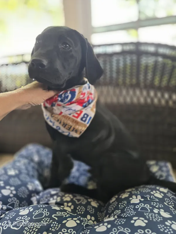 River – Labrador Retriever puppy for sale in Appomattox, VA