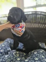 River, a male Labrador Retriever for sale in Appomattox, VA – 1 of 10
