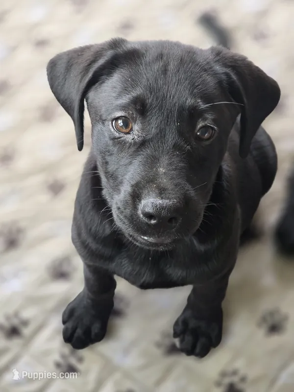 Oliver – Labrador Retriever puppy for sale in Appomattox, VA