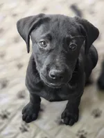 Oliver, a male Labrador Retriever for sale in Appomattox, VA – 1 of 7