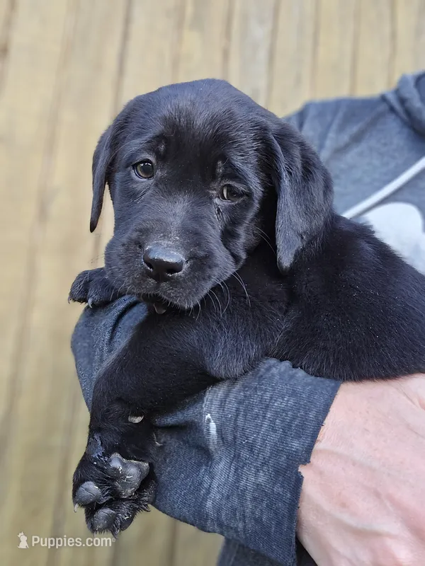Onyx – Labrador Retriever puppy for sale in Appomattox, VA