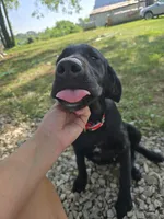 Tahoe, a male Labrador Retriever for sale in Appomattox, VA – 3 of 10