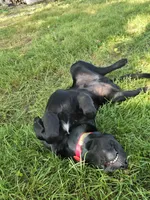 Tahoe, a male Labrador Retriever for sale in Appomattox, VA – 5 of 10