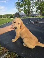 Tex, a male Labrador Retriever for sale in Appomattox, VA – 3 of 9