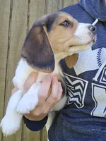Lady, a female Beagle for sale in Appomattox, VA – 2 of 8