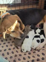 Lady, a female Beagle for sale in Appomattox, VA – 4 of 8
