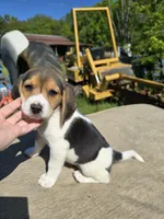 Lady, a female Beagle for sale in Appomattox, VA – 3 of 8