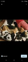Lady, a female Beagle for sale in Appomattox, VA – 8 of 8