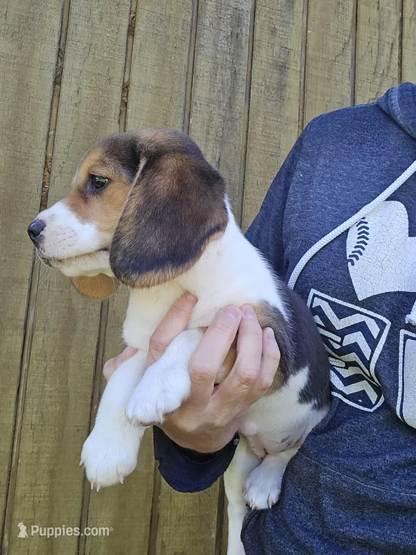 Lady – Beagle puppy for sale in Appomattox, VA