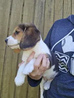 Lady, a female Beagle for sale in Appomattox, VA – 1 of 8