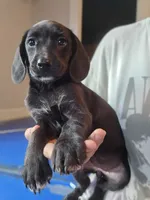 Raven, a female Beagle and Labrador Retriever for sale in Appomattox, VA – 4 of 9