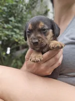 Fern, a female Beagle and Labrador Retriever for sale in Appomattox, VA – 5 of 8
