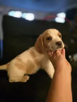 Charley, a male Beagle for sale in Appomattox, VA – 1 of 7