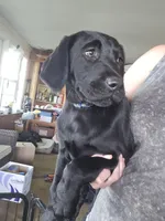 Rocky, a male Labrador Retriever for sale in Appomattox, VA – 2 of 8