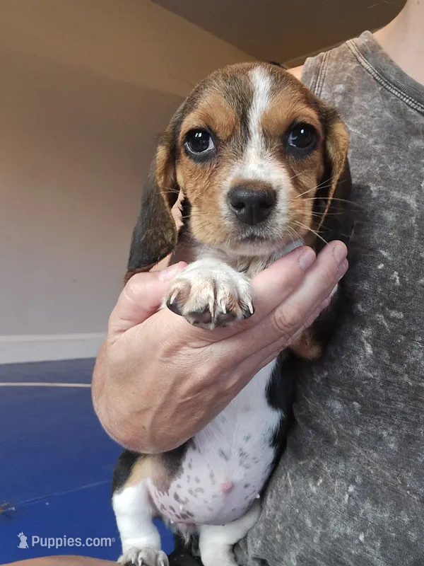 Josie – Beagle puppy for sale in Appomattox, VA