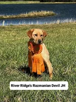 Tahoe, a male Labrador Retriever for sale in Appomattox, VA – 9 of 10