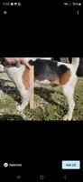 Ivy, a female Beagle for sale in Appomattox, VA – 8 of 10