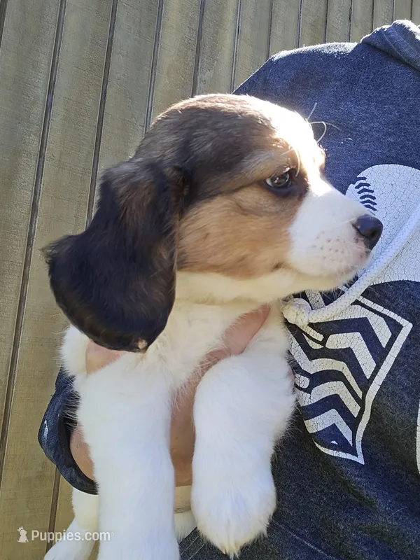 Ivy – Beagle puppy for sale in Appomattox, VA