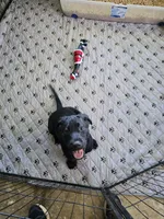 Rocky, a male Labrador Retriever for sale in Appomattox, VA – 5 of 8