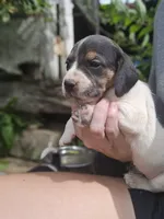Aspen, a female Beagle and Labrador Retriever for sale in Appomattox, VA – 2 of 8