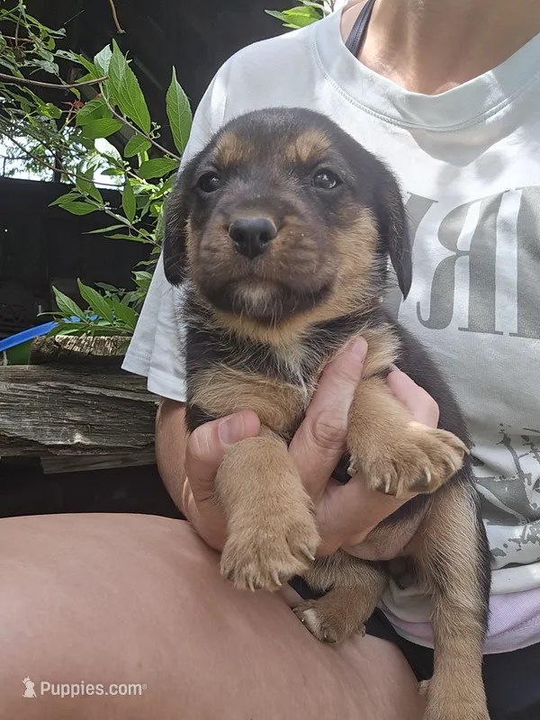 Fern – Beagle, Labrador Retriever puppy for sale in Appomattox, VA