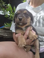 Fern, a female Beagle and Labrador Retriever for sale in Appomattox, VA – 1 of 8