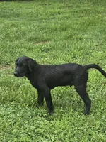 River, a male Labrador Retriever for sale in Appomattox, VA – 2 of 10