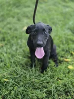 River, a male Labrador Retriever for sale in Appomattox, VA – 3 of 10