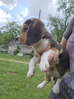 Molly, a female Beagle for sale in Appomattox, VA – 4 of 4
