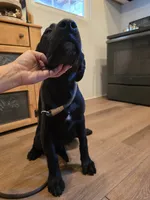 Tahoe, a male Labrador Retriever for sale in Appomattox, VA – 3 of 10