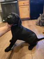 Rocky, a male Labrador Retriever for sale in Appomattox, VA – 4 of 8