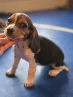 Josie, a female Beagle for sale in Appomattox, VA – 2 of 5
