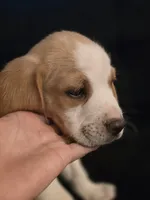 Charley, a male Beagle for sale in Appomattox, VA – 2 of 7