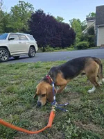 Charley, a male Beagle for sale in Appomattox, VA – 6 of 7