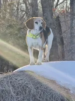 Fern, a female Beagle and Labrador Retriever for sale in Appomattox, VA – 6 of 8