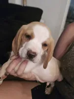Charley, a male Beagle for sale in Appomattox, VA – 3 of 7