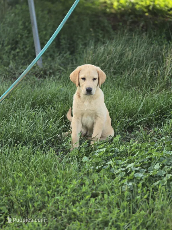 Tex – Labrador Retriever puppy for sale in Appomattox, VA