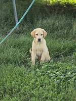 Tex, a male Labrador Retriever for sale in Appomattox, VA – 1 of 9