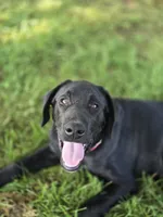 Tahoe, a male Labrador Retriever for sale in Appomattox, VA – 1 of 10