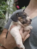 Aspen, a female Beagle and Labrador Retriever for sale in Appomattox, VA – 1 of 8